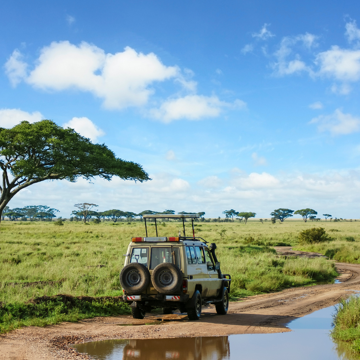 Unveiling the Ultimate Luxury Wildlife & Eco Safari Guide